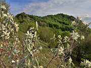 Selvino-Perello e Salmezza ‘fiorita’ ad anello-7magg23 - FOTOGALLERY